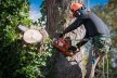 Best Commercial Tree Services in Dallas, TX