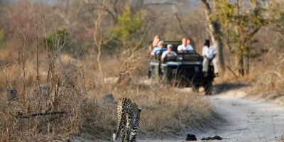 Jhalana Leopard Safari Jaipur: Thrilling Wildlife Adventure